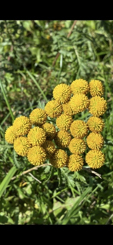 tansy