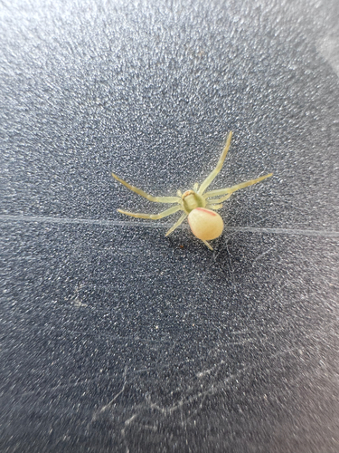 Goldenrod Crab Spider