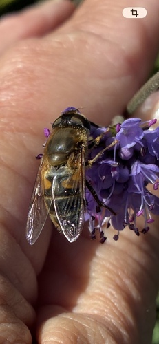 Tapered Drone Fly