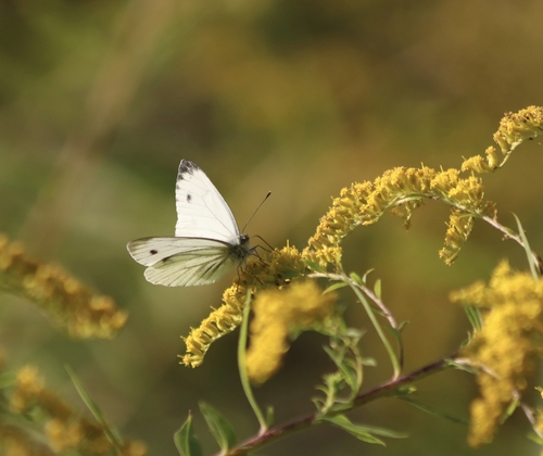 Green-veined White