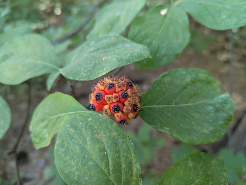 iNaturalist observation photo of Pacific Dogwood