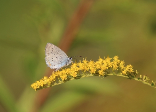 Short-tailed Blue