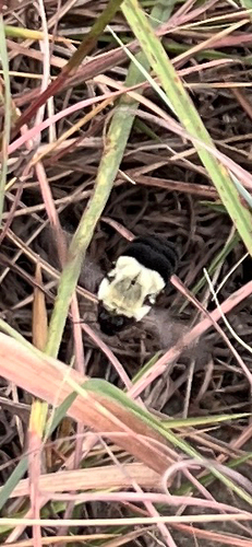 Common Eastern Bumble Bee