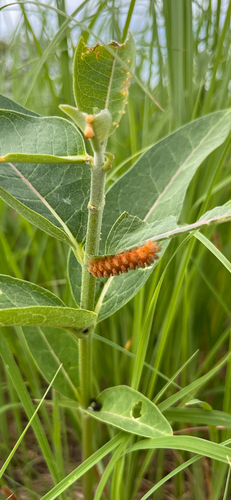 Unexpected Cycnia Moth