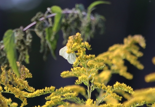 Common Brimstone