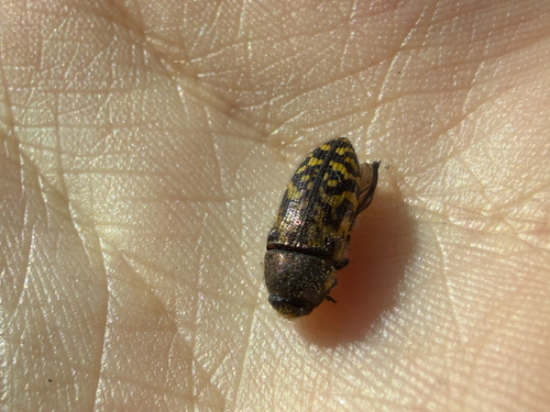 Acmaeodera mixta
