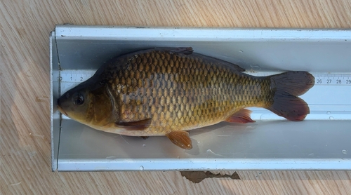 European Carp
