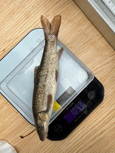Common Barbel