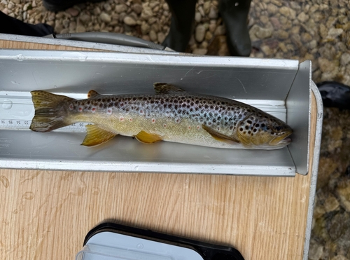 Brown Trout