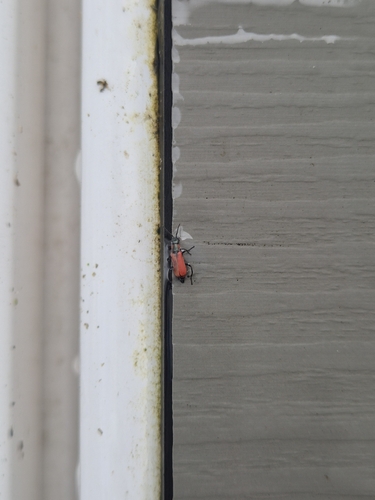 Red Malachite Beetle