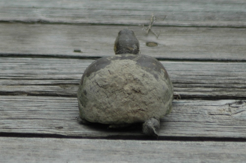 Yellow Mud Turtle