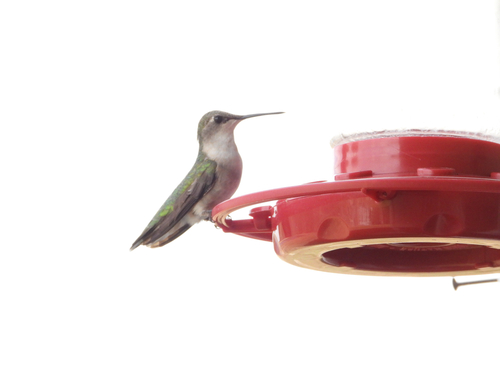 Ruby-throated Hummingbird