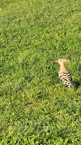 Common Hoopoe