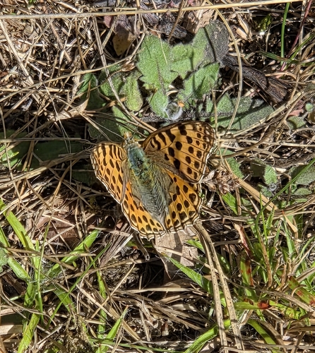 Queen of Spain Fritillary