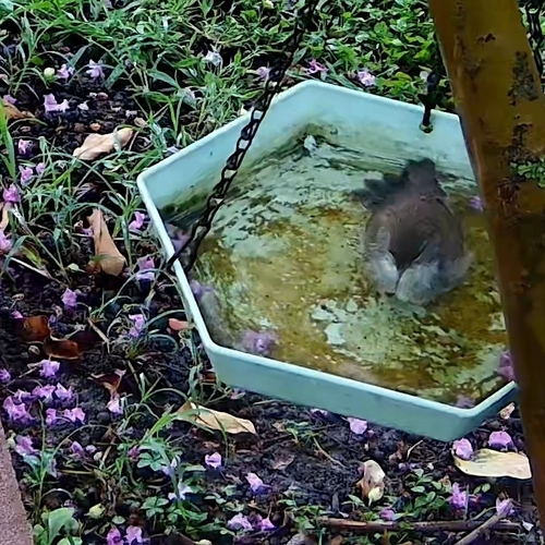 Cetti's Warbler