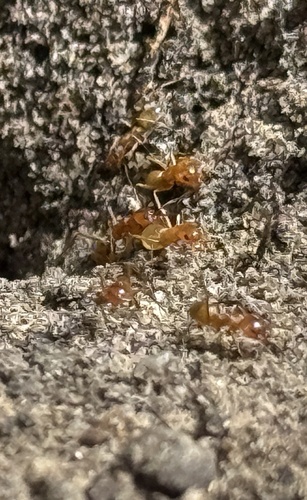 Yellow Pyramid Ant