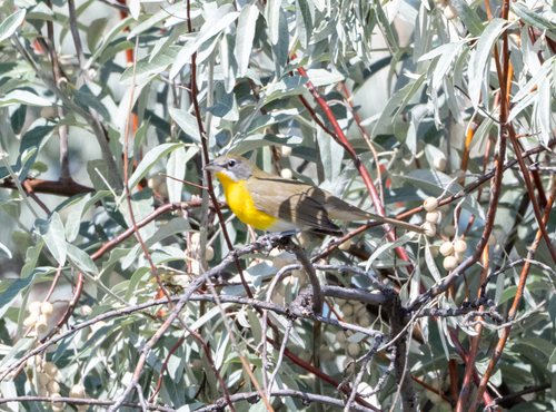 Yellow-breasted Chat