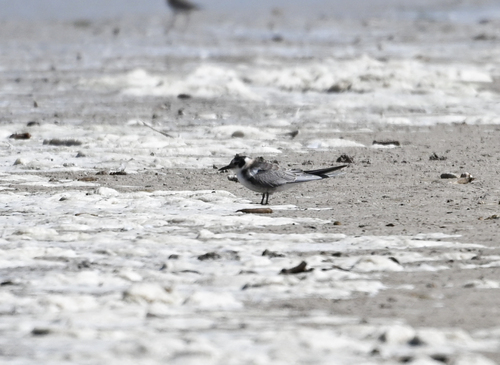 Black Tern