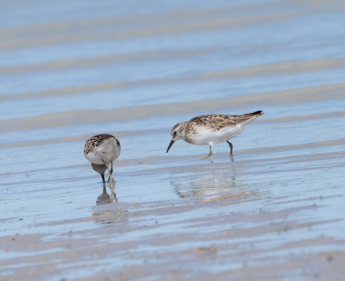 Least Sandpiper