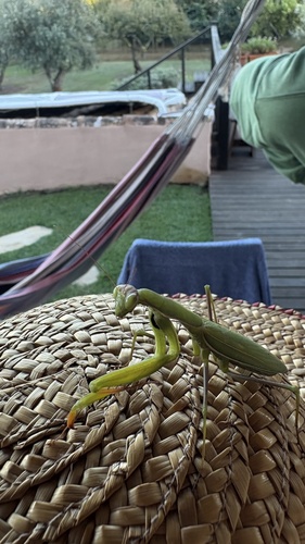 European Mantis