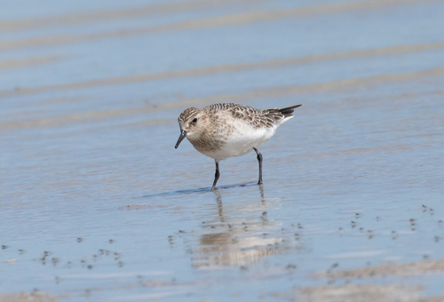 Baird's Sandpiper