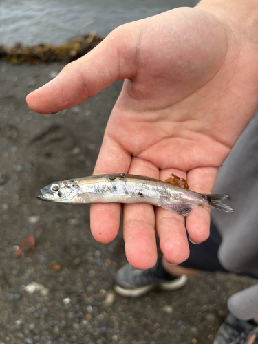 Pacific Capelin