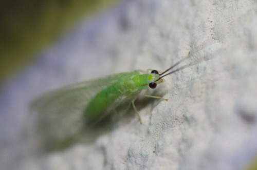 Stripe-horned Green Lacewing