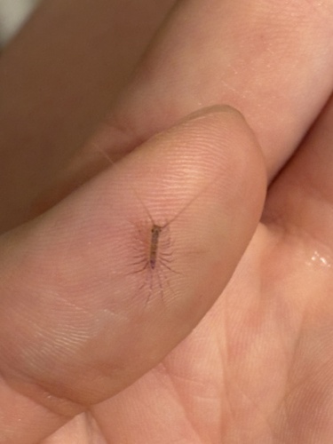 House Centipede