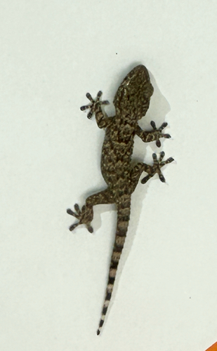 Moorish Gecko