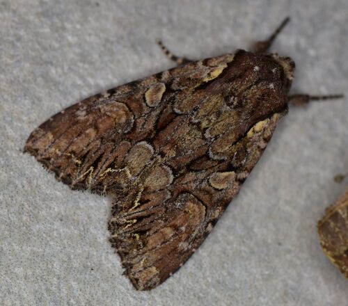 Pale-shouldered Brocade