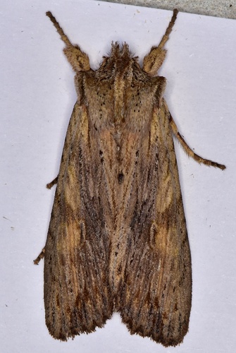 Pale Pinion