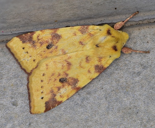 The Sallow