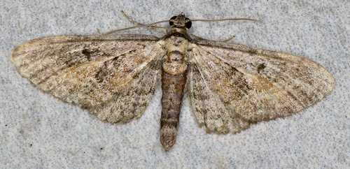 Tawny Speckled Pug