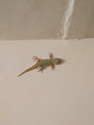 Moorish Gecko