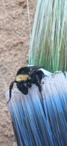 American Bumble Bee
