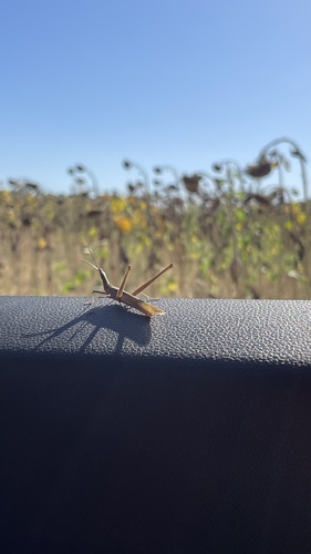Mediterranean Slant-faced Grasshopper