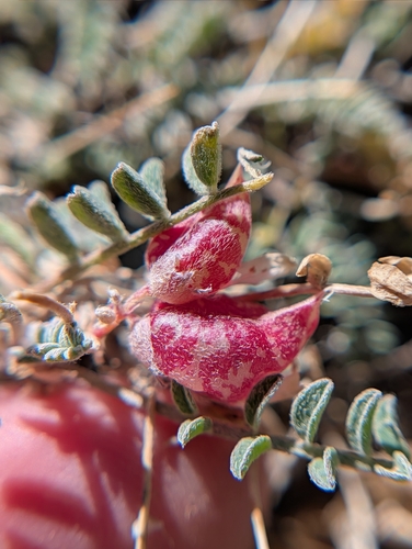 iNaturalist observation photo of White Mountains Milkvetch