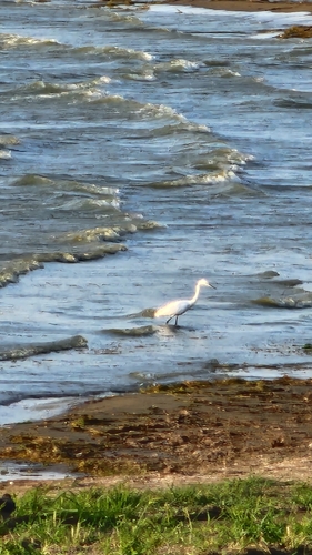 Little Egret