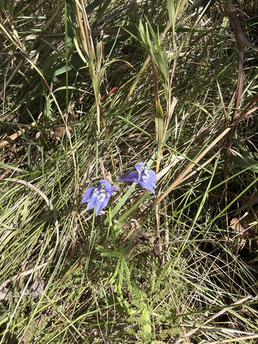 great blue lobelia