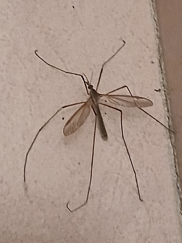 European Crane Fly