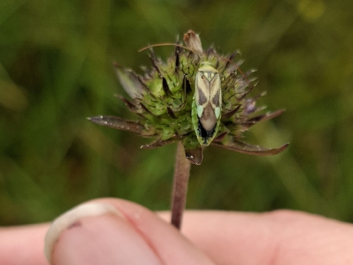 Alfalfa Plant Bug