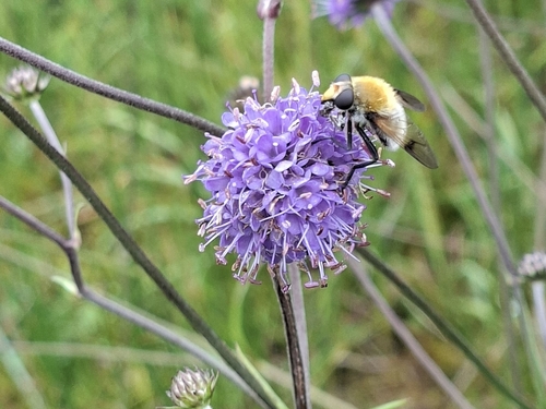 Sericomyia superbiens