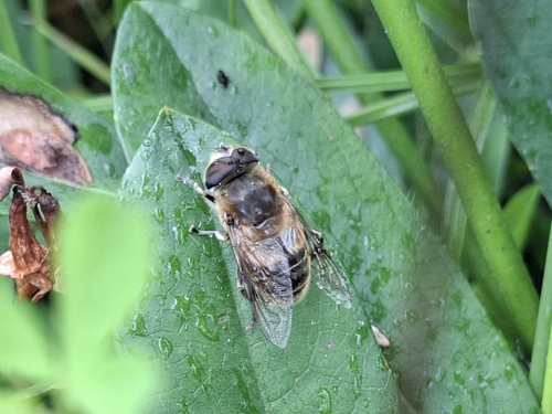 Common Drone Fly