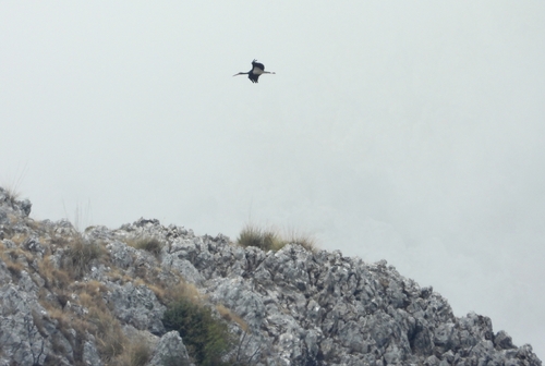 Black Stork