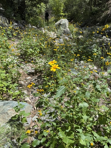 Toothleaf Goldeneye
