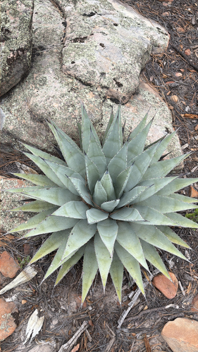 Parry's agave