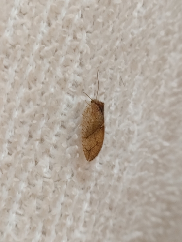 Crisopa parda