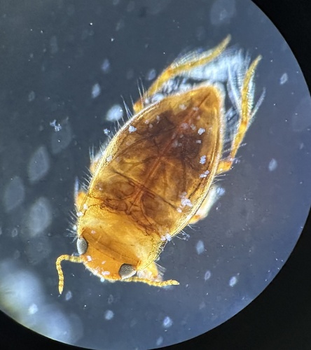 Neoclypeodytes discretus