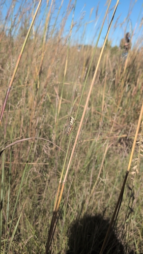 Large-headed Grasshopper