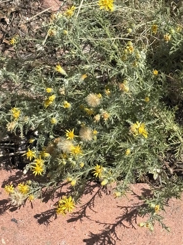Cut-leaf Ironplant